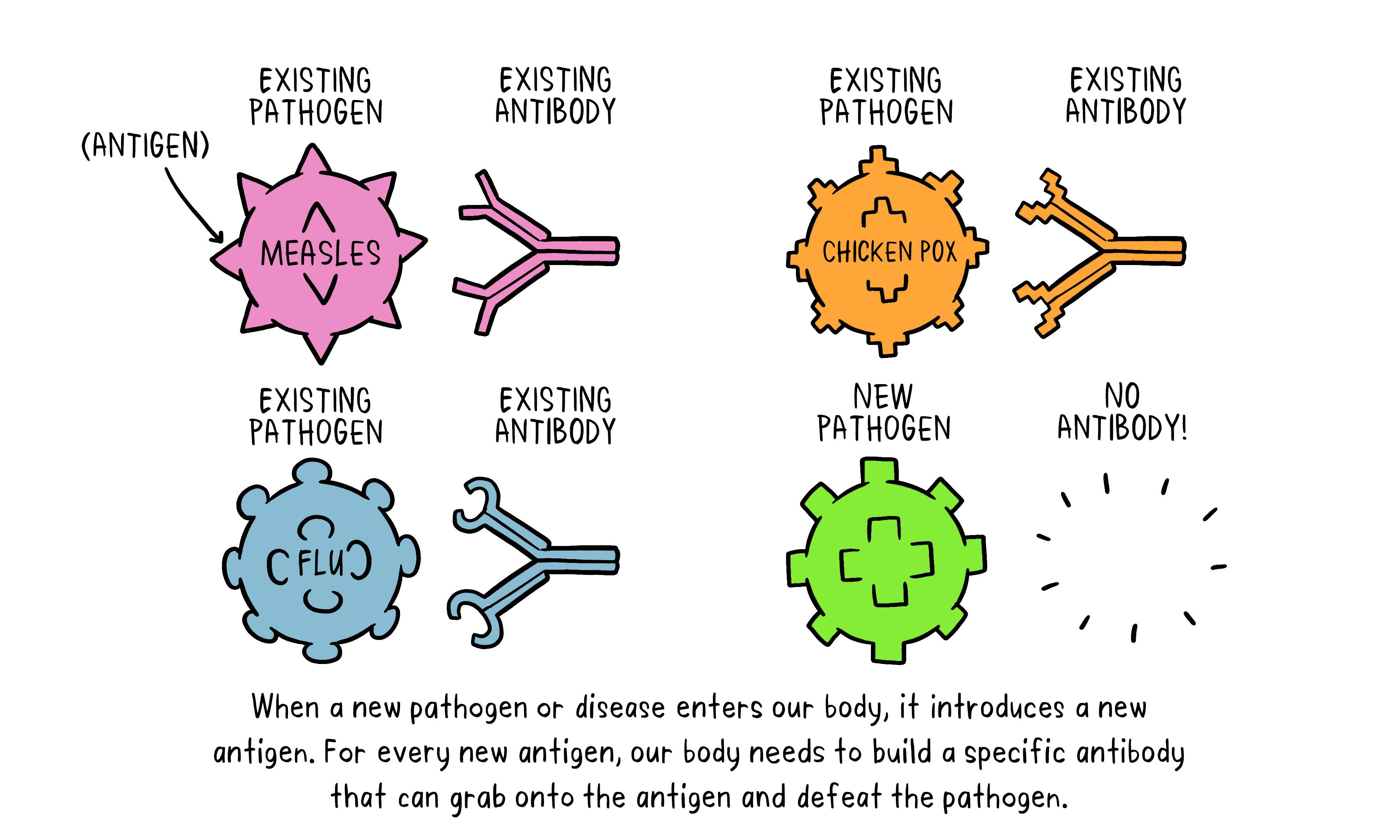 Vaccines Antibody illustration 01_29 Oct